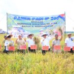 Gubernur Sumsel, Herman Deru bersama Sam Herodian Kementerian Pertanian (Kementan), Staf Khusus Menteri, Bupati Banyuasin Askolani tengah melakukan Panen Raya.(Foto:J)